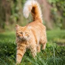 Los Beneficios de los Productos Ecológicos para Gatos