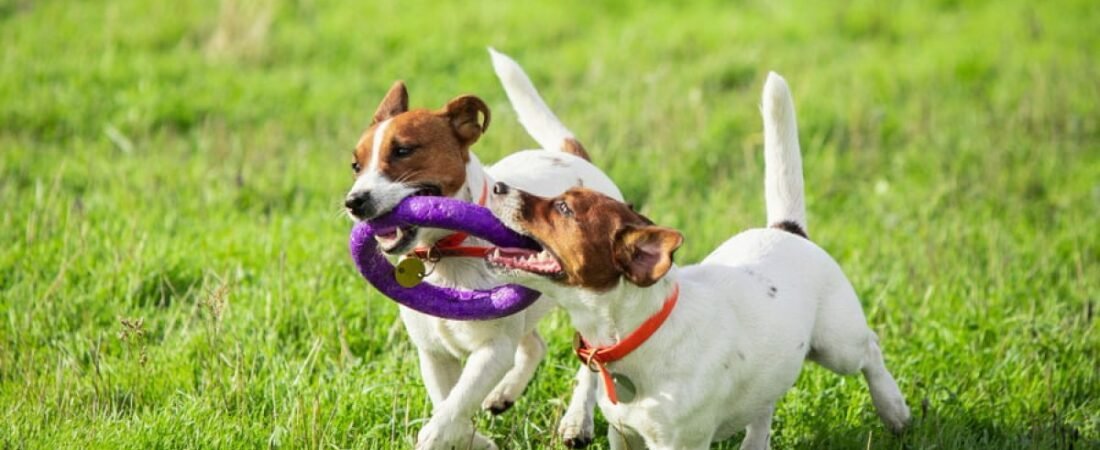 Por qué elegir productos ecológicos para tu perro