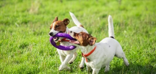 Por qué elegir productos ecológicos para tu perro
